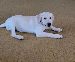 Labrador Retriever Puppy for sale in MIDDLEPORT, OH, USA