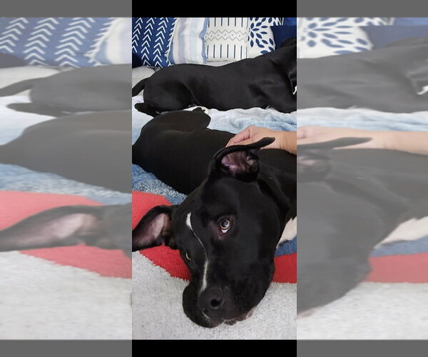 Medium Photo #4 American Bulldog-Unknown Mix Puppy For Sale in Sanford, FL, USA