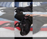 Small #3 American Bulldog Mix