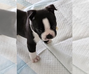 Boston Terrier Puppy for sale in KENT, WA, USA