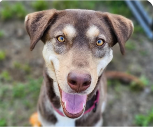 Mutt Dogs for adoption in San Ramon, CA, USA