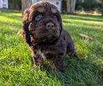 Small Photo #12 Cocker Spaniel Puppy For Sale in GOSHEN, IN, USA