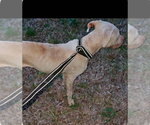 Small #6 American Pit Bull Terrier Mix