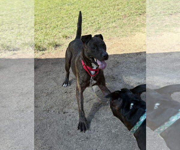 Medium Photo #1 Mutt Puppy For Sale in Virginia Beach, VA, USA