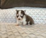 Small #4 Pomsky