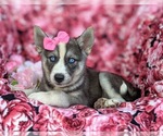 Small Photo #4 Labrador Retriever-Siberian Husky Mix Puppy For Sale in LINCOLN UNIV, PA, USA