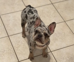 Mother of the French Bulldog puppies born on 06/28/2026