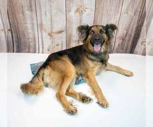 Sigmund - Male Shepradors Dog for Adoption - Photo #2