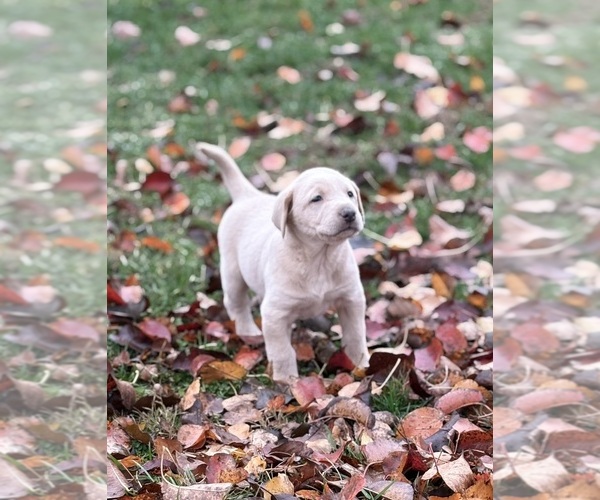 Medium Photo #56 Labrador Retriever Puppy For Sale in LEASBURG, MO, USA