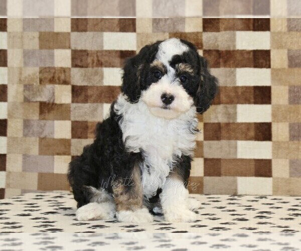Medium Photo #5 Bernedoodle (Miniature) Puppy For Sale in DENVER, PA, USA