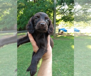 Boykin Spaniel Puppy for sale in LAGRANGE, GA, USA