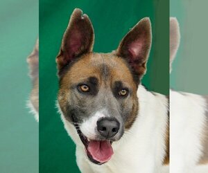 Canaan Dog-Unknown Mix Dogs for adoption in Pasadena, CA, USA