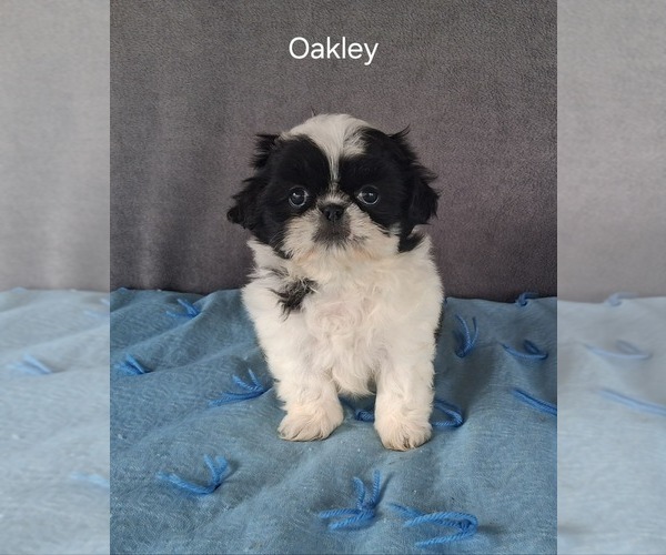 Medium Photo #1 Shih Tzu Puppy For Sale in MOUNT PLEASANT, MI, USA