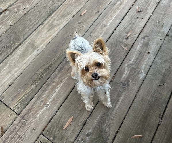 Medium Photo #1 Yorkshire Terrier Puppy For Sale in PARIS, TX, USA