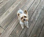 Small Photo #1 Yorkshire Terrier Puppy For Sale in PARIS, TX, USA