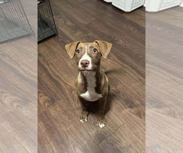 Medium Photo #2 Mutt Puppy For Sale in Columbus, IN, USA