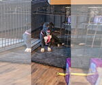 Small #4 Boston Terrier Mix