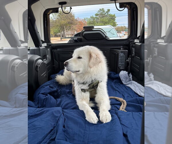 Medium Photo #6 Great Pyrenees-Unknown Mix Puppy For Sale in Dallas, TX, USA