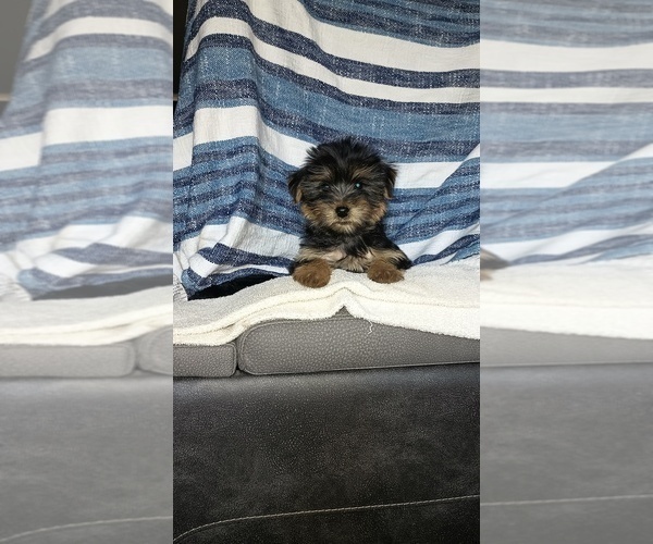 Medium Photo #7 Yorkshire Terrier Puppy For Sale in BENSON, NC, USA