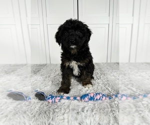 Aussiedoodle Miniature Puppy for sale in GREENWOOD, IN, USA