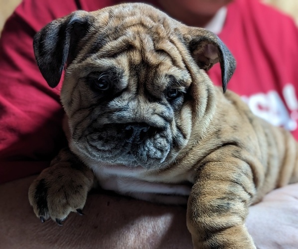 Medium Photo #1 Bulldog Puppy For Sale in GREEN FOREST, AR, USA