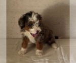 Small Bernedoodle