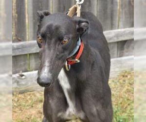 Greyhound Dogs for adoption in Grandville, MI, USA