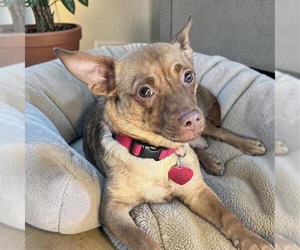 Medium Photo #2 Chihuahua-Unknown Mix Puppy For Sale in San Diego, CA, USA