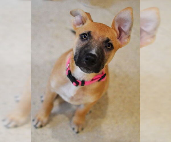 Medium Photo #1 Mutt Puppy For Sale in Germanton, TN, USA