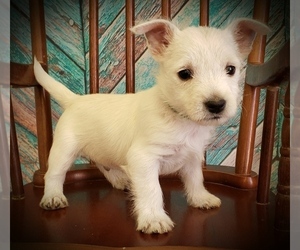 West Highland White Terrier Puppy for sale in RENO, NV, USA