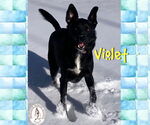 Small #2 Border Collie Mix