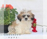 Small Shih Tzu