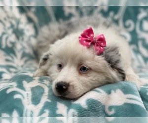 Australian Shepherd Puppy for sale in LAKELAND, FL, USA