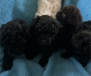 Poodle (Toy) Litter for sale in MURFREESBORO, TN, USA