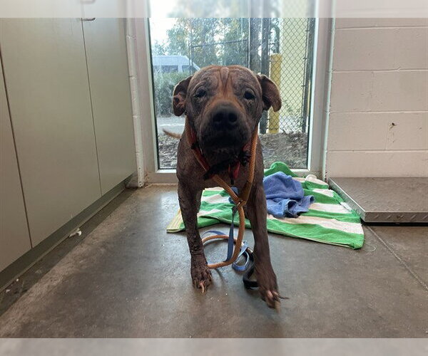 Medium Photo #1 Staffordshire Bull Terrier Puppy For Sale in Tavares, FL, USA
