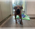 ROSEBUD - Female Staffordshire Bull Terrier Dog for Adoption - Small photo