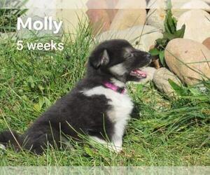 Border Collie Puppy for sale in FREDERICKSBG, OH, USA