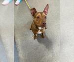 Small #1 American Pit Bull Terrier