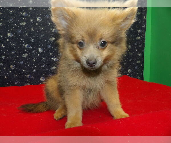 Medium Photo #5 Pomeranian Puppy For Sale in PATERSON, NJ, USA