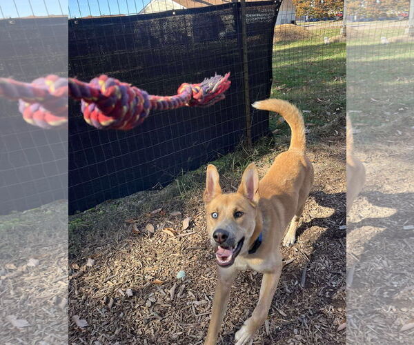 Medium Photo #22 Retriever -Unknown Mix Puppy For Sale in Rustburg, VA, USA