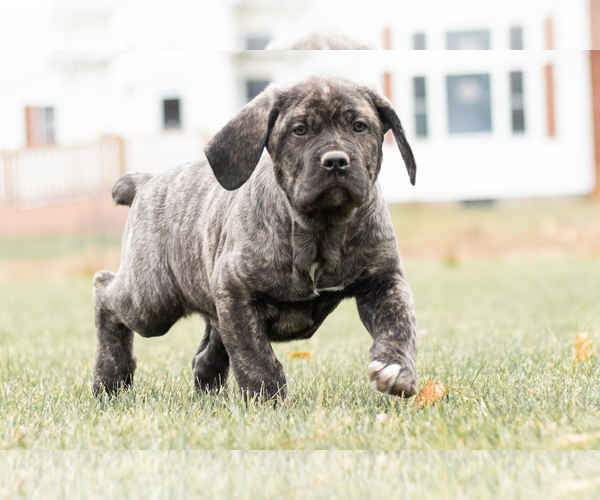 Medium Photo #4 Cane Corso Puppy For Sale in MENTONE, IN, USA