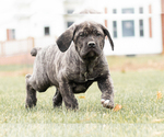 Small Photo #4 Cane Corso Puppy For Sale in MENTONE, IN, USA