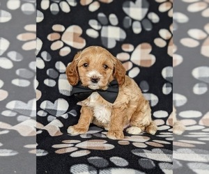 Medium Goldendoodle (Miniature)