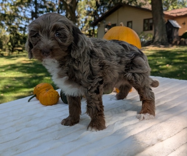 Medium Photo #14 Miniature Bernedoodle Puppy For Sale in GOSHEN, IN, USA