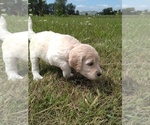 Small Photo #3 Labradoodle Puppy For Sale in SPENCERVILLE, IN, USA