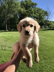 Labradoodle Puppy for sale in ALGONA, IA, USA