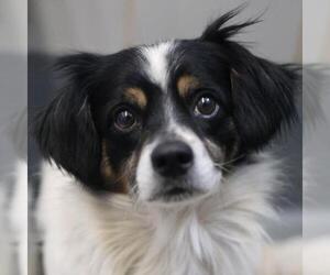 Mutt Dogs for adoption in San Antonio, TX, USA