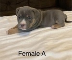 Small Photo #2 American Bully Puppy For Sale in JOPLIN, MO, USA