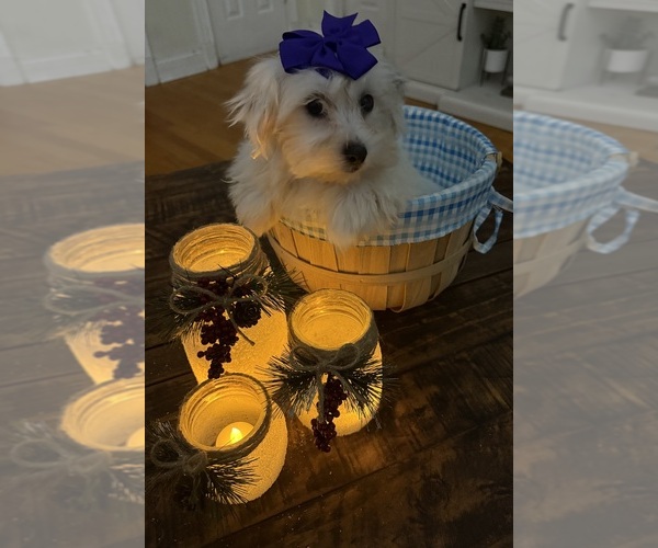 Medium Photo #18 Shih-Poo Puppy For Sale in DINWIDDIE, VA, USA