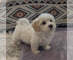 Image preview for Ad Listing. Nickname: AKC Havanese